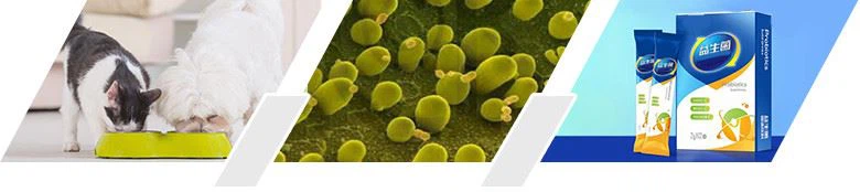 Efficacy-and-Application-Saccharomyces-boulardii